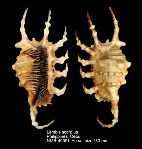 Lambis scorpius (7).jpg - Lambis scorpius (Linnaeus,1758)